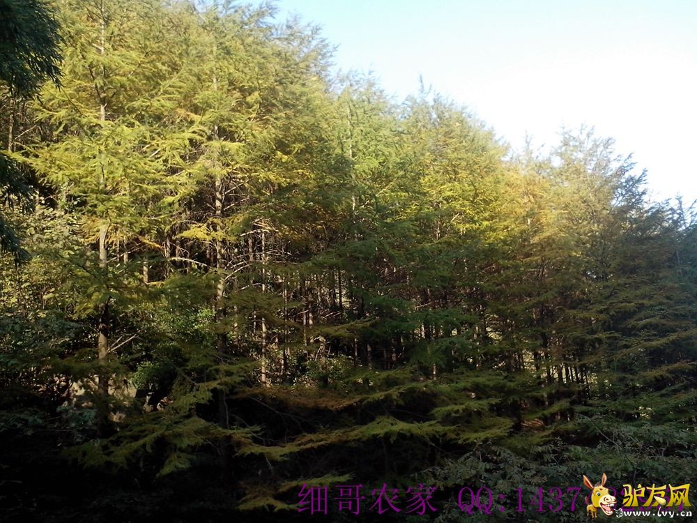 IMG_20131028_082047_副本_副本_副本.jpg
