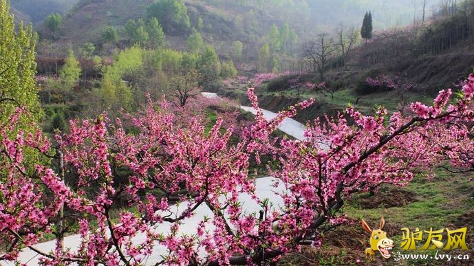 桃花.jpg